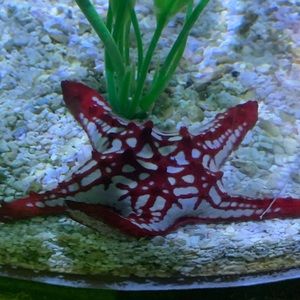 Meet your Posher, Wolfdemonunu